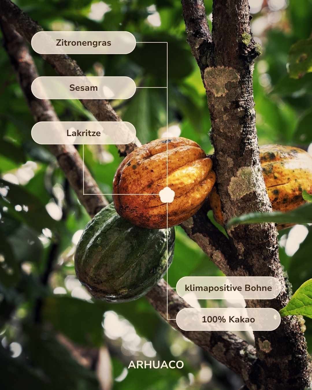 The Arhuaco - indigenous ceremonial cacao (limited)