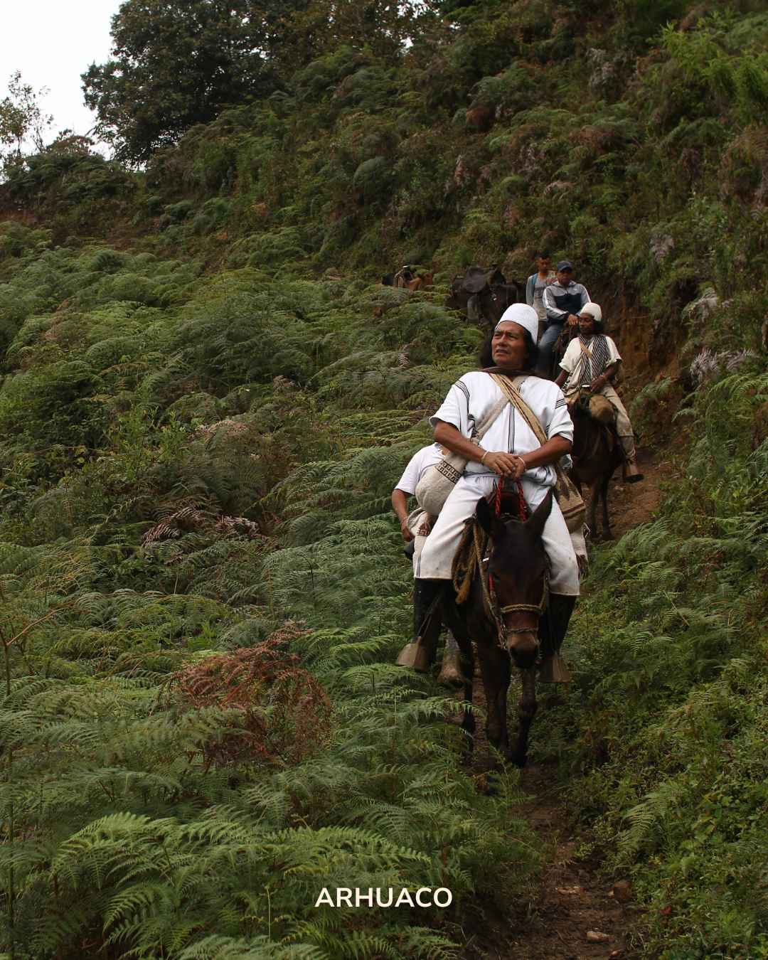 The Arhuaco - indigenous ceremonial cacao (limited)