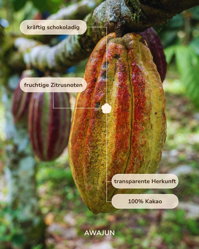 Der Awajun Taler: 30g zeremonieller Kakao aus Peru