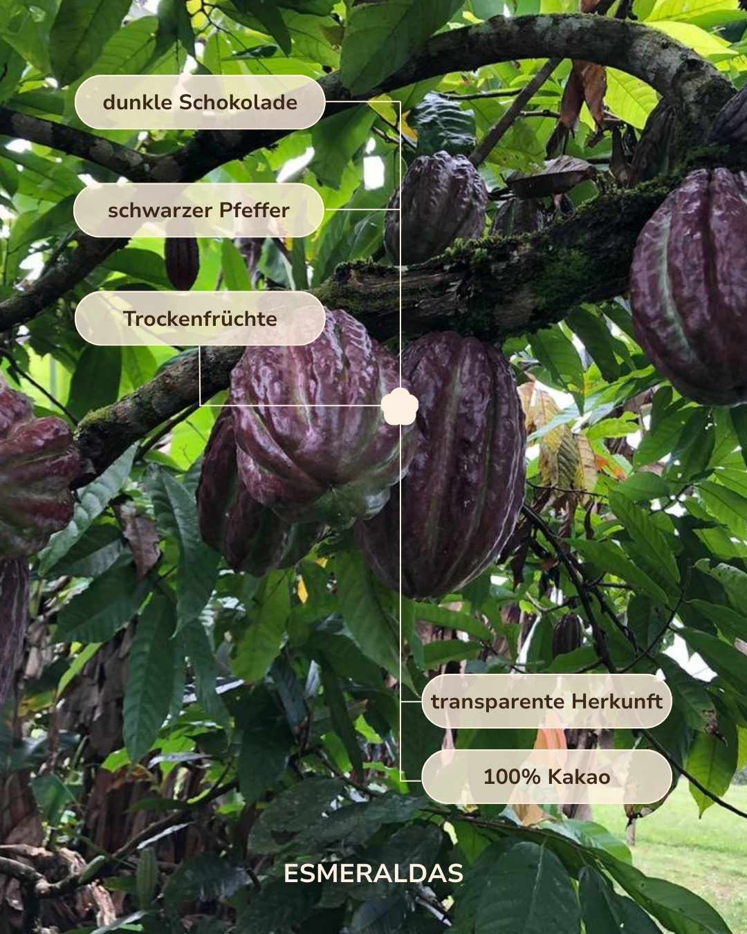 Der Esmeraldas: 500g indigener & zeremonieller Kakao (limitiert)