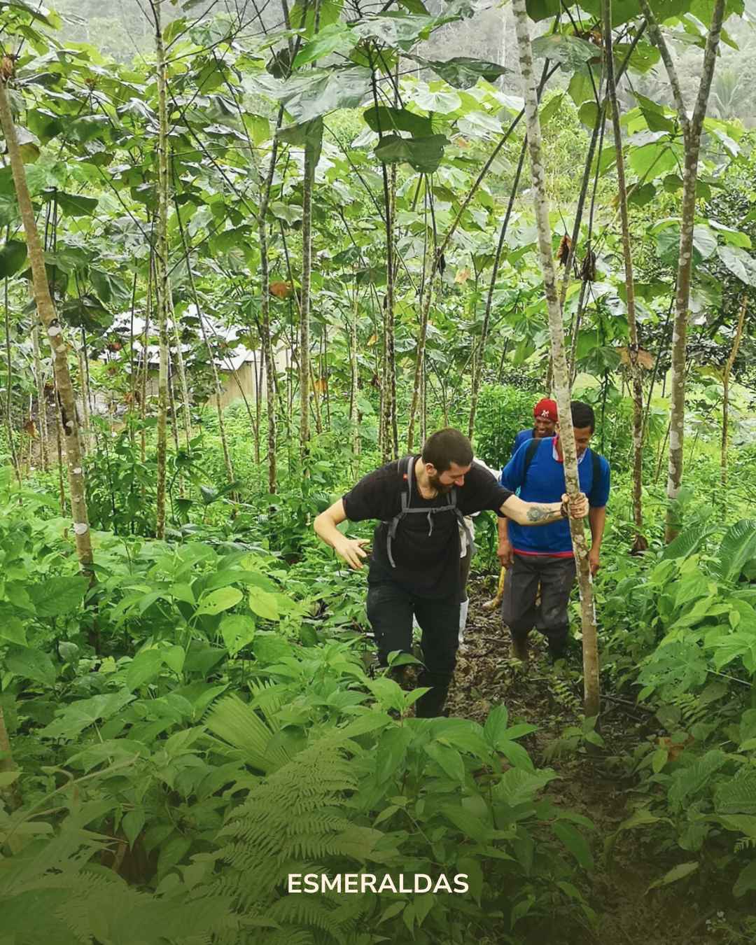 Der Esmeraldas: indigener & zeremonieller Kakao (limitiert)