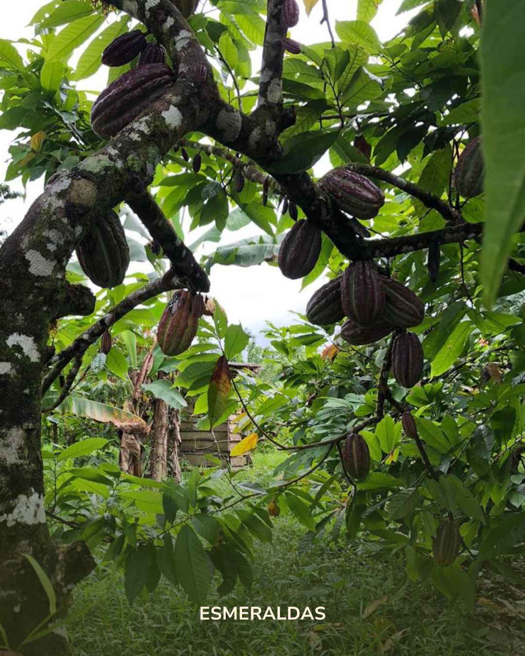 Der Esmeraldas: 500g indigener & zeremonieller Kakao (limitiert)