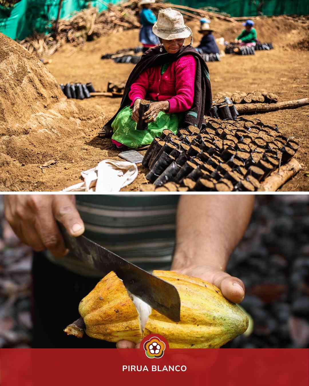 The Chuncho: Cocoa beans