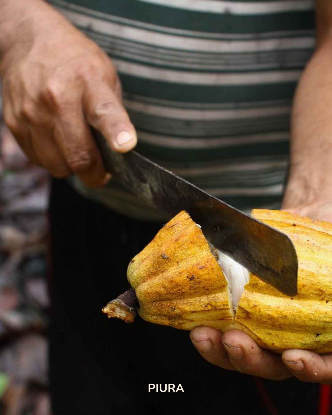 Der Piura Blanco: 150g zeremonieller Kakao