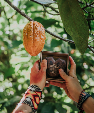 Die Rettung eines lebendigen Erbes: Projekt zum Schutz des Chuncho Kakaos