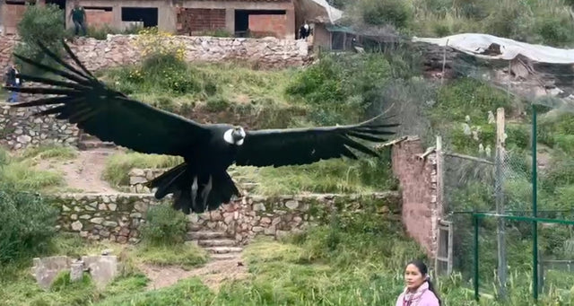 Echte Unterstützung vor Ort: Kakao Mischa Impact Fund zur Unterstützung der Rettung von Wildtieren in Cusco