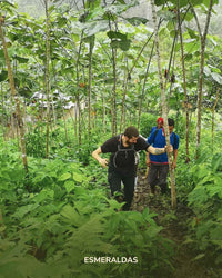 Der Esmeraldas: 150g indigener & zeremonieller Kakao (limitiert)