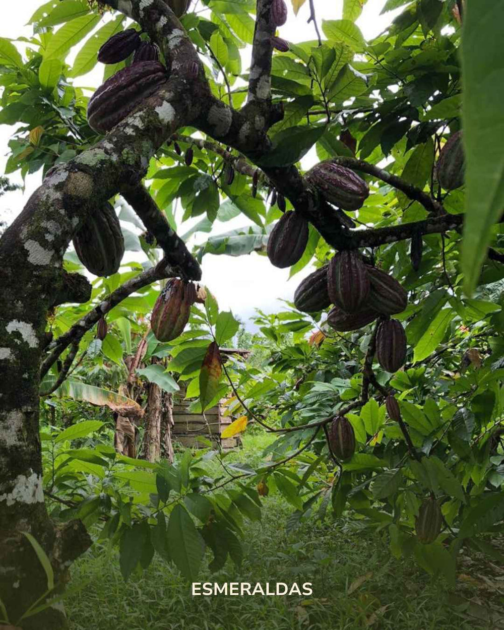 The Esmeraldas: Indigenous Ceremonial Cocoa (limited offer)